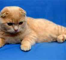 Scottish Fold kitten: obsah a starostlivosť