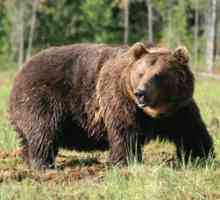 Sibírsky medveď hnedý - popis mocného zvieraťa