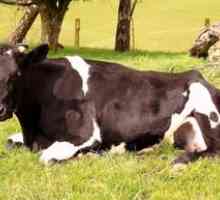 Symptómy a liečba ketózy u kráv