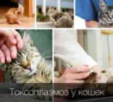 Príznaky a liečba toxoplazmózy u mačiek