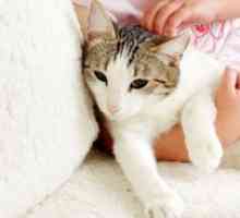 Symptómy infekcie, dôsledky a metódy liečby červov u mačiek