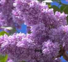 Lilac froté, jeho typy a charakteristiky