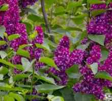 Lilac maďarsky: starostlivosť, výsadba a opis druhov