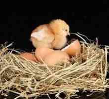 Koľko dní má sliepka sedieť vajíčka pred kurčaťom a ako sedieť