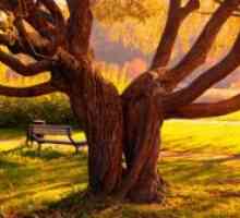 Koľko rokov žijú breza, dub a lípa?