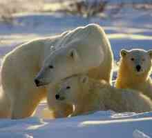 Koľko môže vážiť hnedý, ľadový medveď a grizzly?