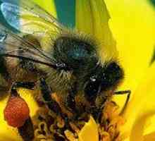 Koľko môže žiť pracovná včelka