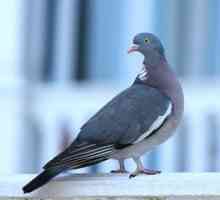 Ako dlho môže žiť poštový holub?