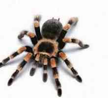 Koľko nohy má pavúk a prečo to nie je tak jasné