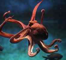 Koľko sŕdc a funkcií má úžasné chobotnice