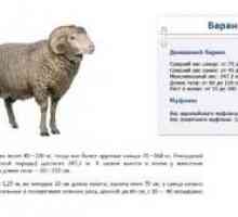 Koľko oviec váži: priemerná hmotnosť zvierat rôznych plemien