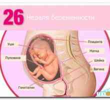 Koľko dieťa váži v 21 týždňoch tehotenstva, po piatich mesiacoch?