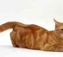 Ako dlho trvá mačka pre mačku a ako sa určuje?