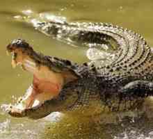 Koľko zubov má všetko v krokodíle