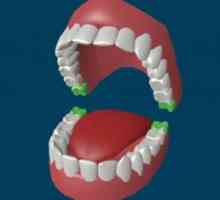 Koľko zubov u dospelých