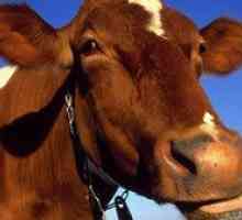 Koľko žalúdkov má krava, štruktúra tráviaceho systému