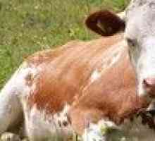 Ako dlho žije krava: trvanie života a to, čo ho ovplyvňuje
