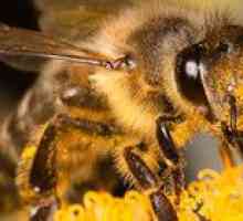 Ako dlho žije včelka? Čo ovplyvňuje priemernú dĺžku života?