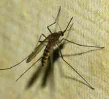 Ako dlho žije obyčajný komár?