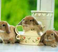 Koľko živých dekoratívnych králikov doma?