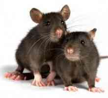 Koľko živých domácich potkanov a za akých podmienok?