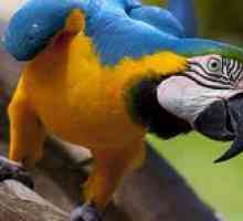 Koľko papagájov a kakadu žije