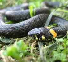 Koľko hadov žije v zajatí a vo voľnej prírode