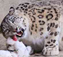 Snehový leopard alebo leopard: charakteristický pre zviera
