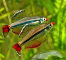 Obsah kardinálov akváriových rýb a ich reprodukcia