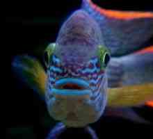 Obsah tyrkysovej rakoviny v akváriu, kompatibilita s inými rybami