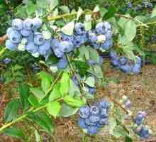 Blueberry Bilkrope: popis, výsadba a starostlivosť