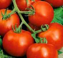 Tomato odroda "letník": opis a opis