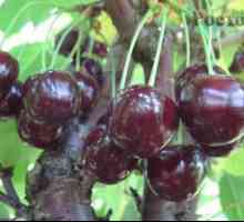 Cherry Zhukovsky odroda - popis ovoce kultúry