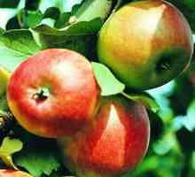 Odrody trpasličích jabĺk, popis a vlastnosti kultivácie