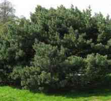 Pine Vatereri: vlastnosti dreva, starostlivosť a liečivé vlastnosti
