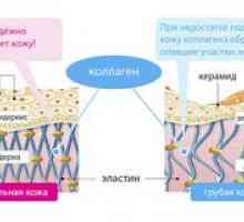 Zloženie a užitočné vlastnosti pre pokožku kolagénového proteínu