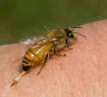 Zloženie včelieho jedu: výhody a poškodenie apitoxínu