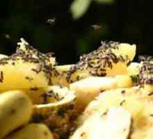 Tipy: ako odstrániť gnats v kuchyni?