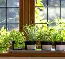 Tipy na pestovanie zelene doma na parapete
