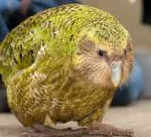 Sakpový papagáj kakapo a popis beztvarých vtákov