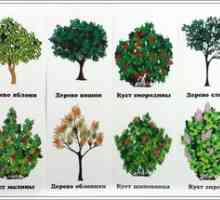 Moderné záhradné kríky a stromy: exotické s výhodou