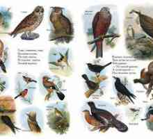 Zoznamy vtákov z encyklopédie