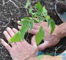 Spôsob, ako vytvoriť paradajky v skleníku v dvoch stonkoch