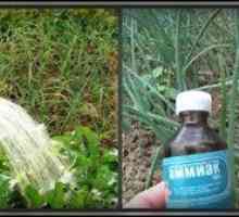 Spôsoby využitia amoniaku v záhrade a zeleninovej záhrade pre letných obyvateľov