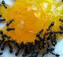 Prostriedky z mravcov v byte