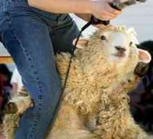 Podmienky a technológia strihania oviec, odporúčania pre strihanie oviec