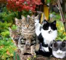 "Stop cystitídy" pre pokyny pre mačky: tableta pre mačky