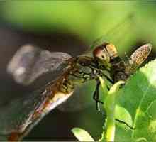 Dragonfly: popis toho, čo sa živí, kde spí a koľko žije