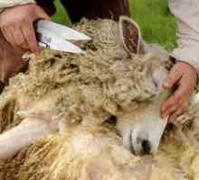 Strihanie oviec: koľkokrát za rok by sa mala strihať