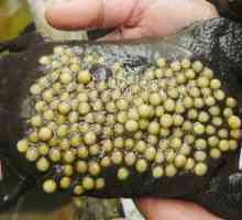 Surinamská pipa žaba. Životný štýl a reprodukcia ropuchy